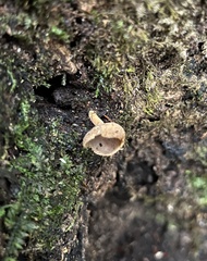Helvella macropus