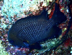 Dascyllus trimaculatus