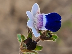 Nemesia barbata