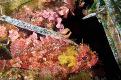 Scorpaena porcus