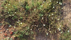 Lachnaea