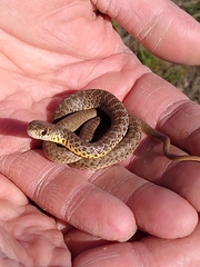 Coluber constrictor mormon