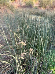 Schoenoplectus acutus