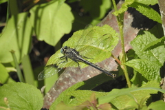 Arigomphus cornutus