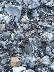 Tetramorium immigrans