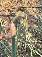 Schoenoplectus acutus