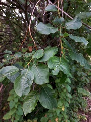 Salix pyrolifolia