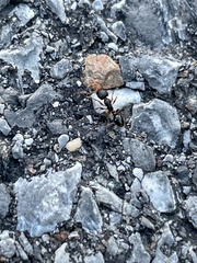 Tetramorium immigrans