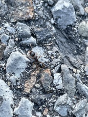 Tetramorium immigrans