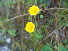 Potentilla aurea