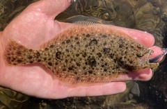 Paralichthys californicus
