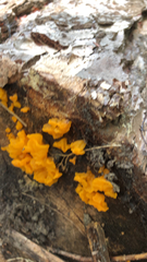 Dacrymyces chrysospermus