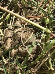 Lithobates sphenocephalus