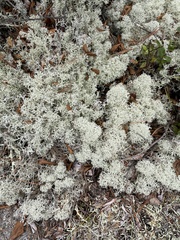 Cladonia stellaris