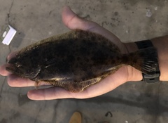 Paralichthys californicus