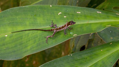 Anolis limifrons