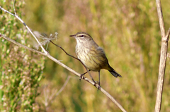 Setophaga palmarum palmarum