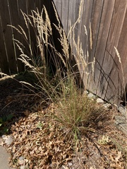 Calamagrostis × acutiflora