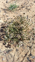 Asclepiadoideae