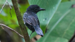 Thamnophilus bridgesi