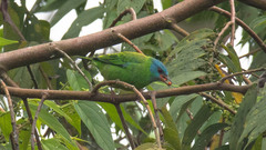 Dacnis cayana