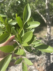 Fraxinus berlandieriana