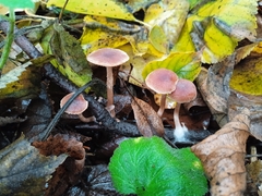 Agaricales