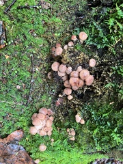 Armillaria ostoyae