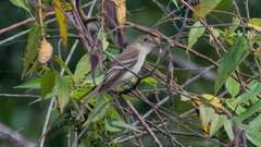 Empidonax minimus