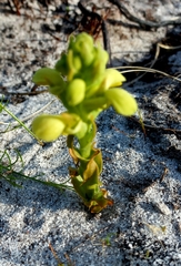 Disa sabulosa