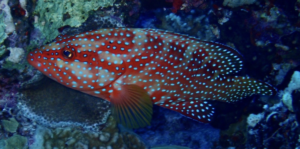 Coral grouper