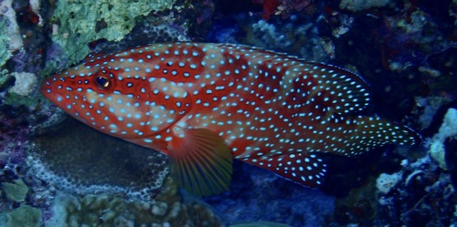 Coral Grouper — seen at this dive site
