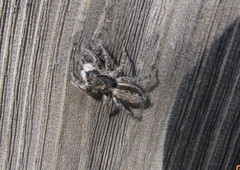 Menemerus taeniatus