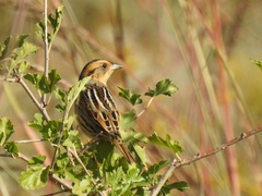 Ammospiza nelsoni