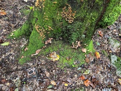 Armillaria ostoyae