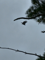 Sitta carolinensis