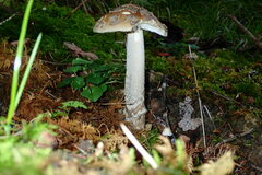 Amanita ceciliae