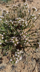 Asclepiadoideae