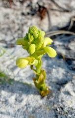 Disa sabulosa