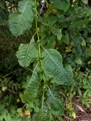 Salix pyrolifolia