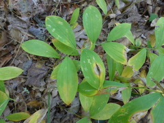 Uvularia sessilifolia