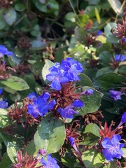 Ceratostigma