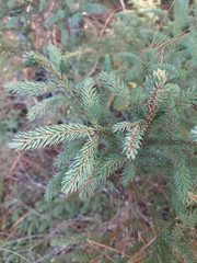 Picea mariana