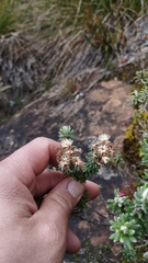 Linochilus rosmarinifolius