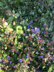 Ceratostigma