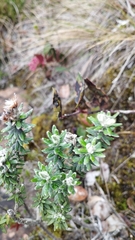 Linochilus rosmarinifolius