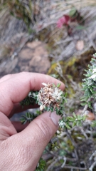 Linochilus rosmarinifolius