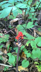 Arisaema dracontium