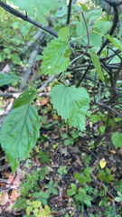 Viburnum dentatum