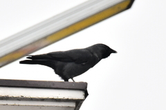 Corvus monedula